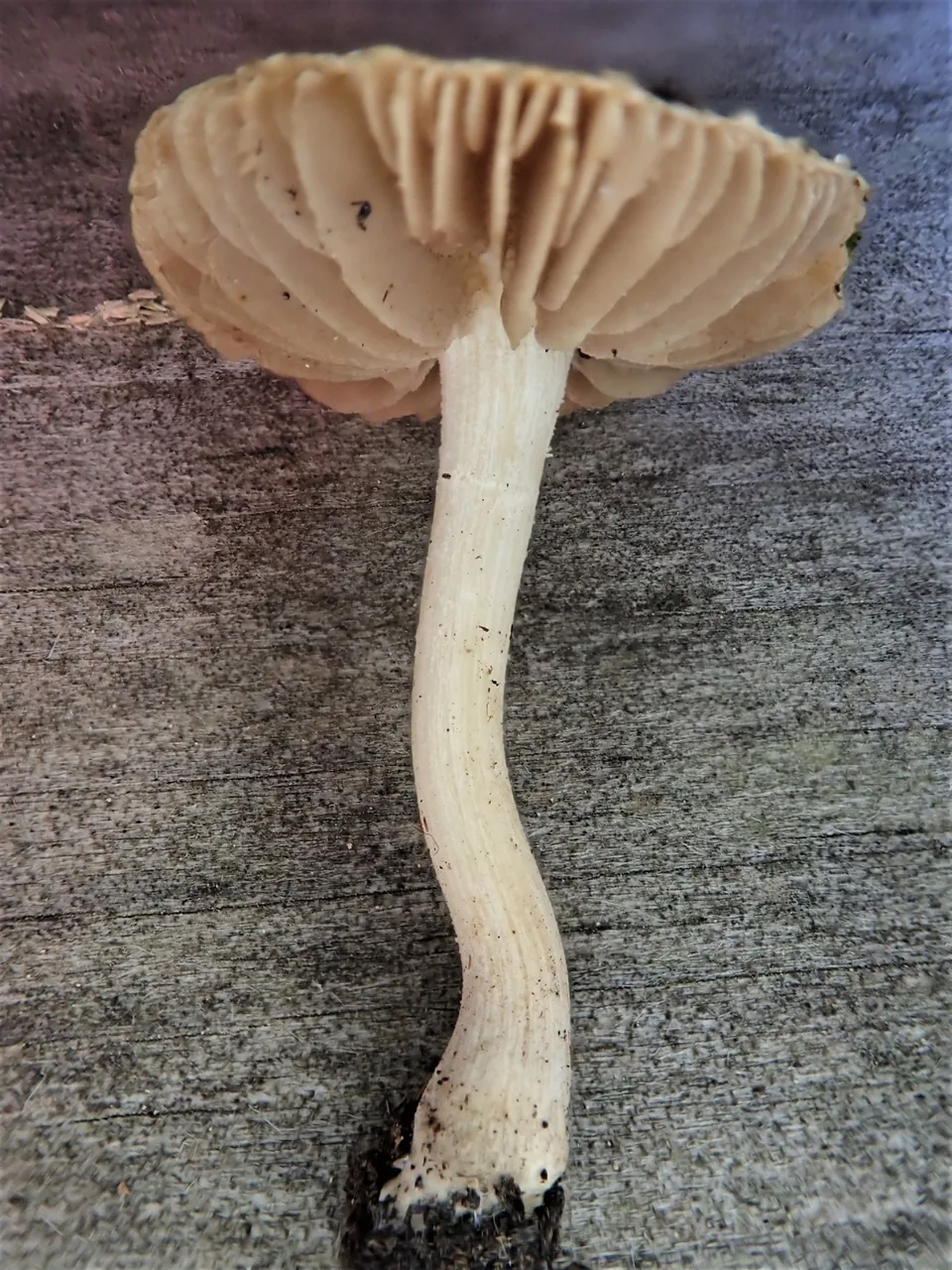 Inocybe paludinella (Inocybe paludinella) — photo mycologique