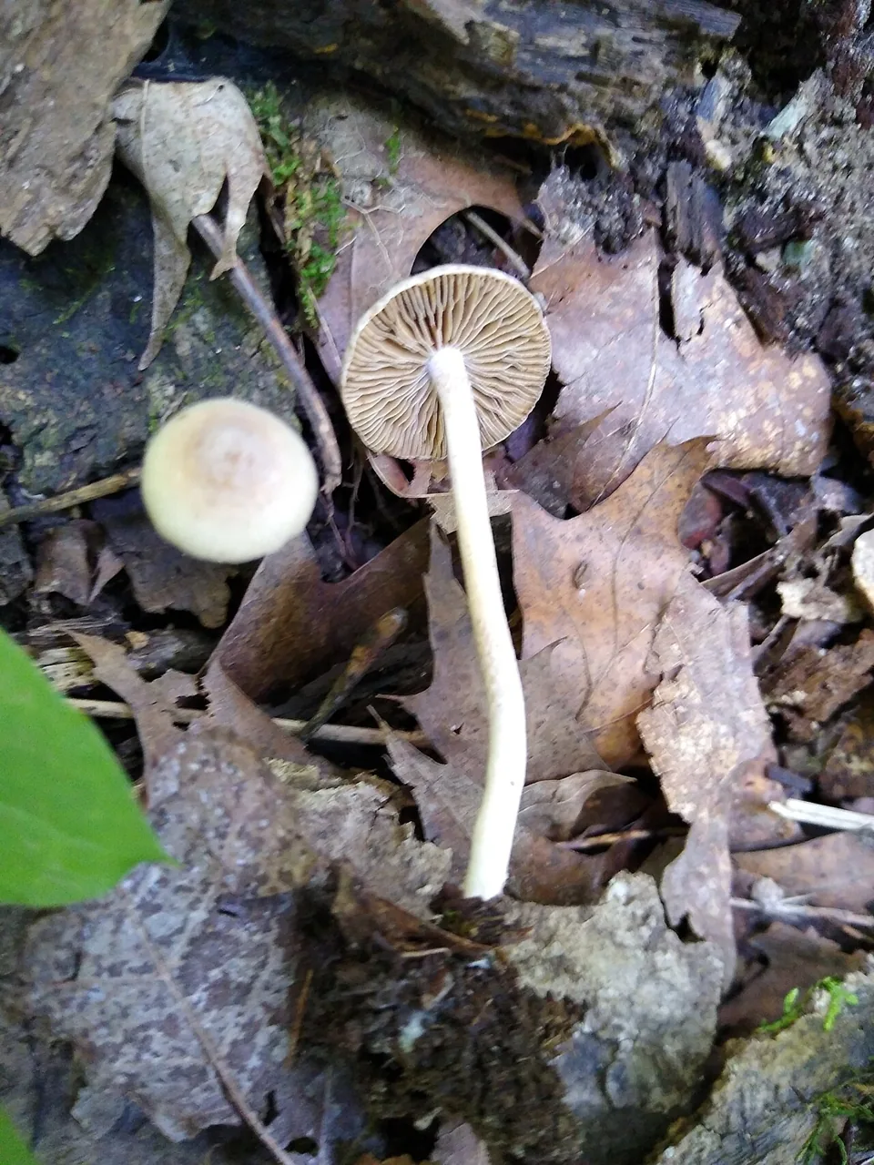 Inocybe phaeodisca (Inocybe phaeodisca) — photo mycologique