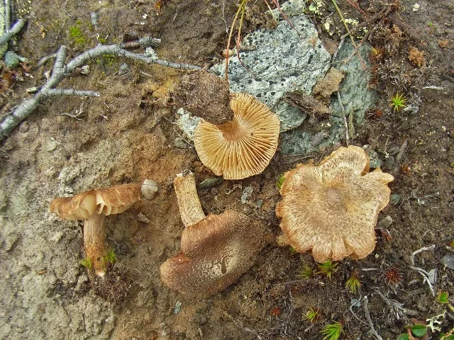 Inocybe pseudoteraturgus (Inocybe pseudoteraturgus) — photo mycologique