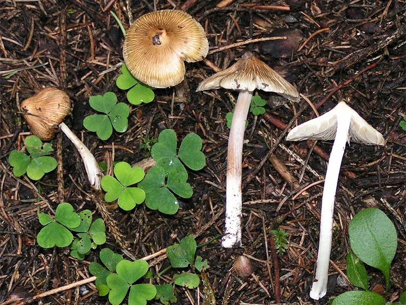 Inocybe rufuloides (Inocybe rufuloides) — photo mycologique
