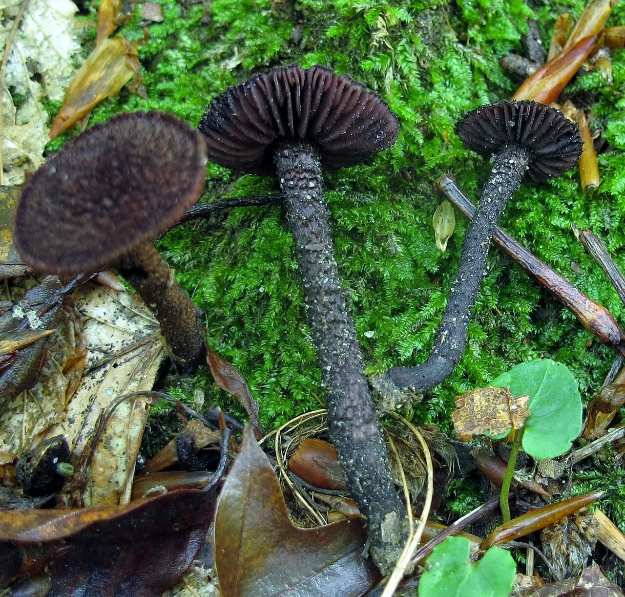 Inocybe tahquamenonensis (Inocybe tahquamenonensis) — photo mycologique
