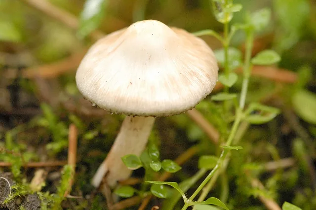 Inocybe umbratica (Inocybe umbratica) — photo mycologique