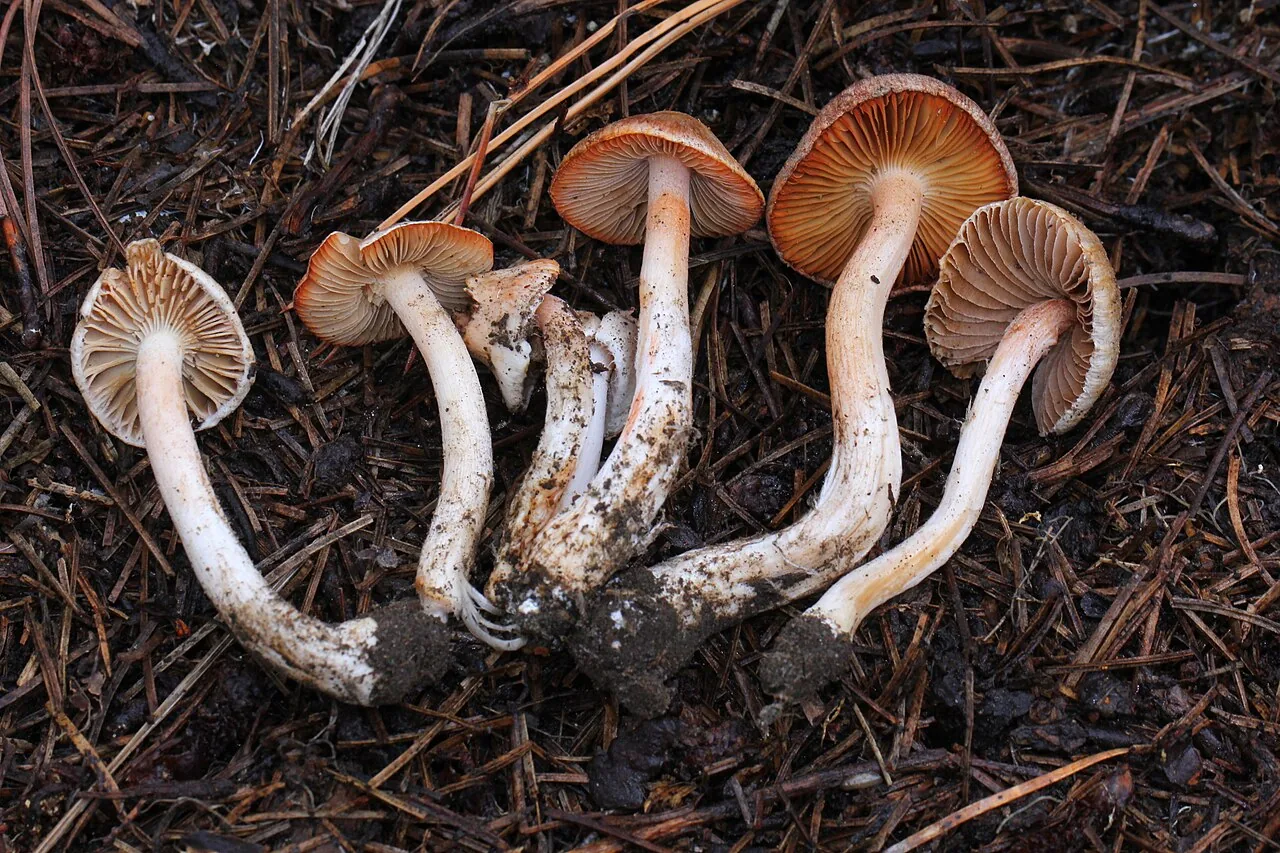 Inocybe whitei (Inocybe whitei) — photo mycologique