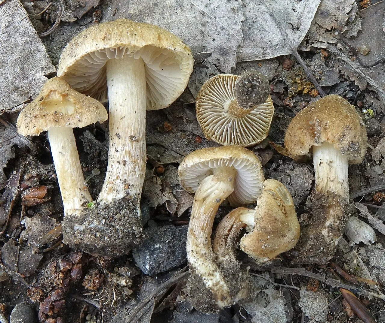Inocybe woglindeana (Inocybe woglindeana) — photo mycologique
