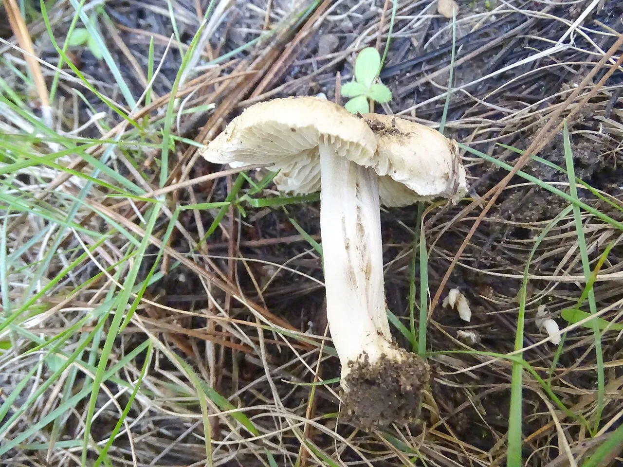 Inocybe xanthomelas (Inocybe xanthomelas) — photo mycologique