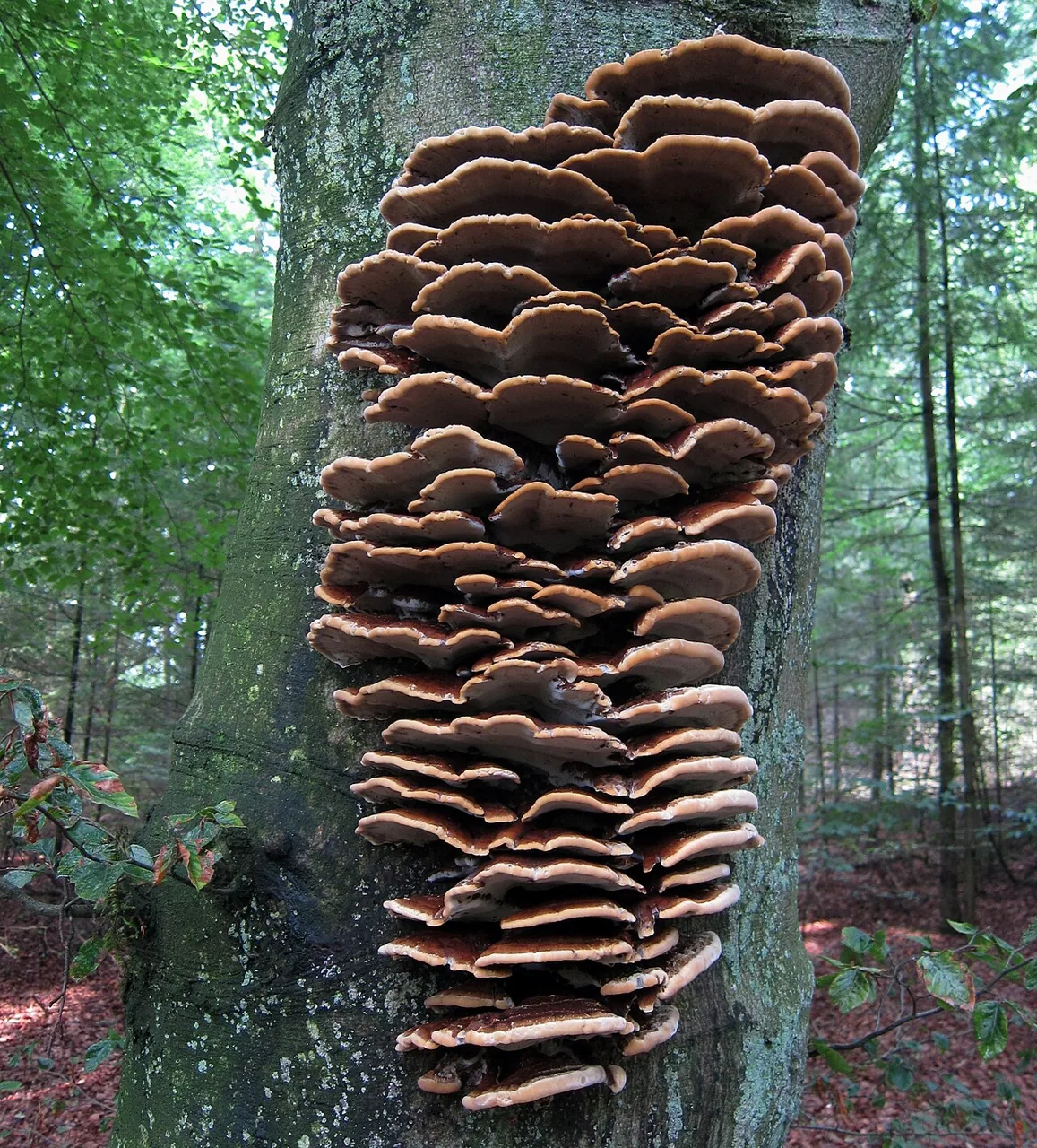 Inonotus cuticularis (Inonotus cuticularis) — photo mycologique
