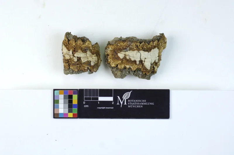 Inonotus hastifer (Inonotus hastifer) — photo mycologique