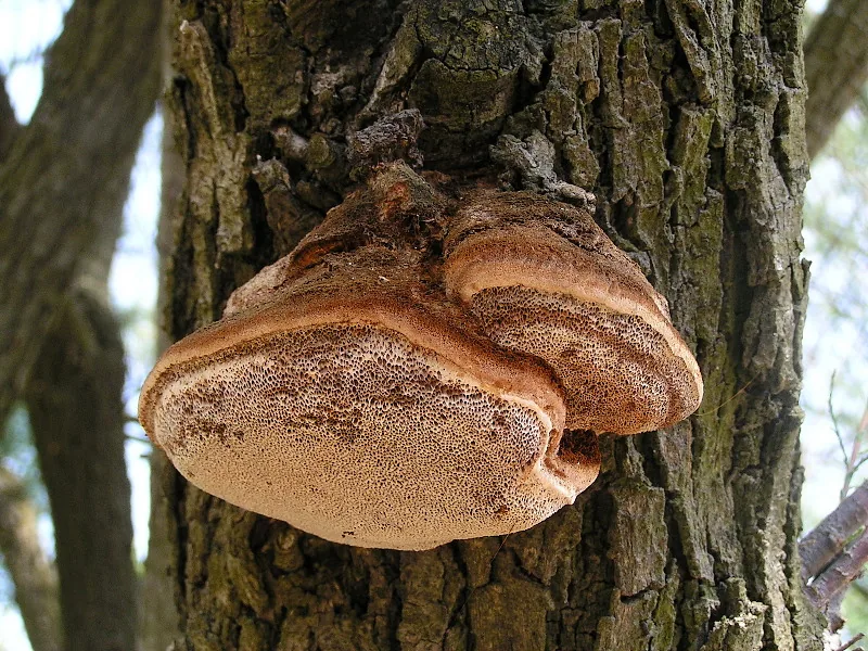 Inonotus vitis (Inonotus vitis) — photo mycologique