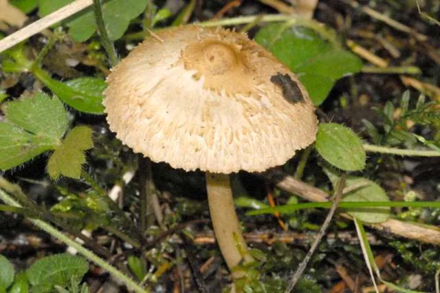Inosperma bongardii (Inosperma bongardii) — photo mycologique