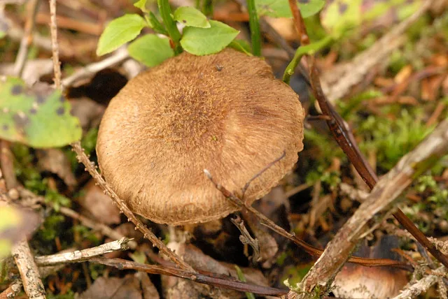 Inosperma cervicolor (Inosperma cervicolor) — photo mycologique