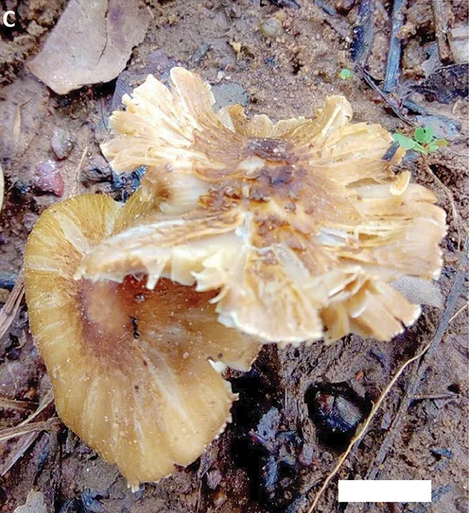 Inosperma flavobrunneum (Inosperma flavobrunneum) — photo mycologique