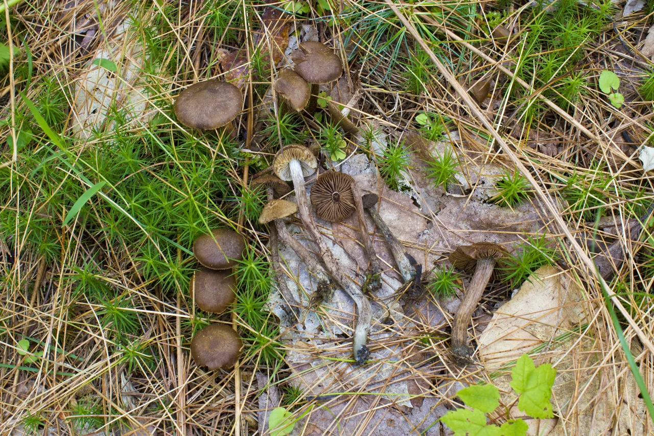 Inosperma gregarium (Inosperma gregarium) — photo mycologique