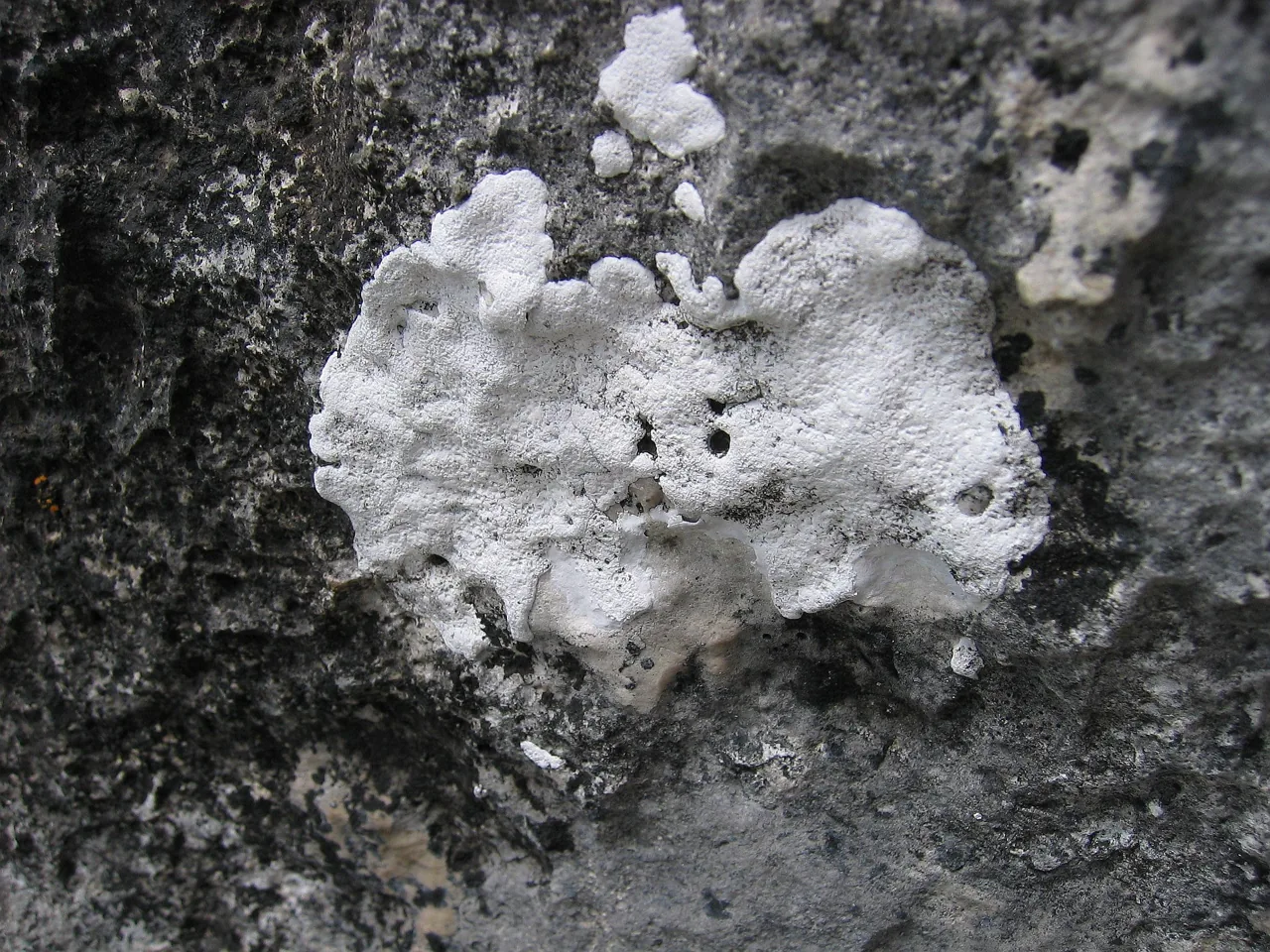 Involucropyrenium terrigenum (Involucropyrenium terrigenum) — photo mycologique