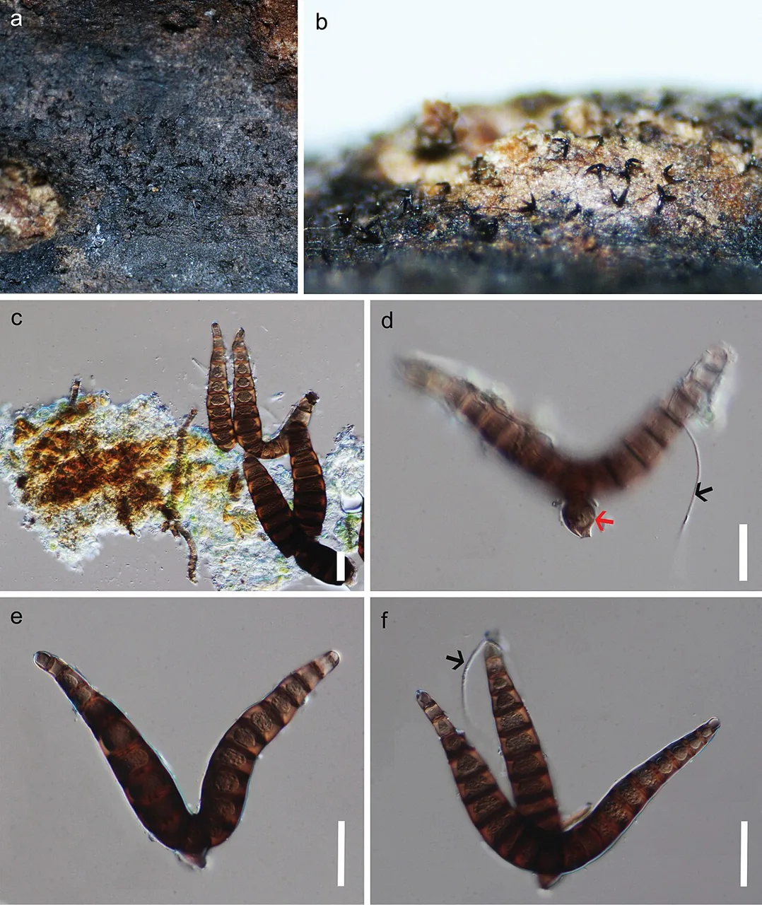 Iodosphaeria phyllophila (Iodosphaeria phyllophila) — photo mycologique