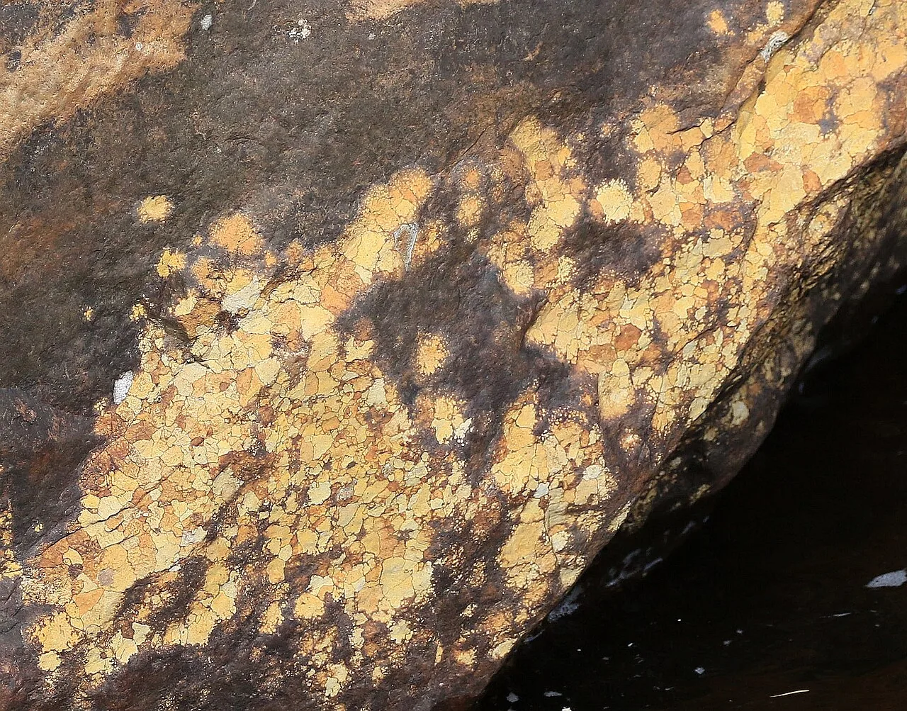 Ionaspis lacustris (Ionaspis lacustris) — photo mycologique