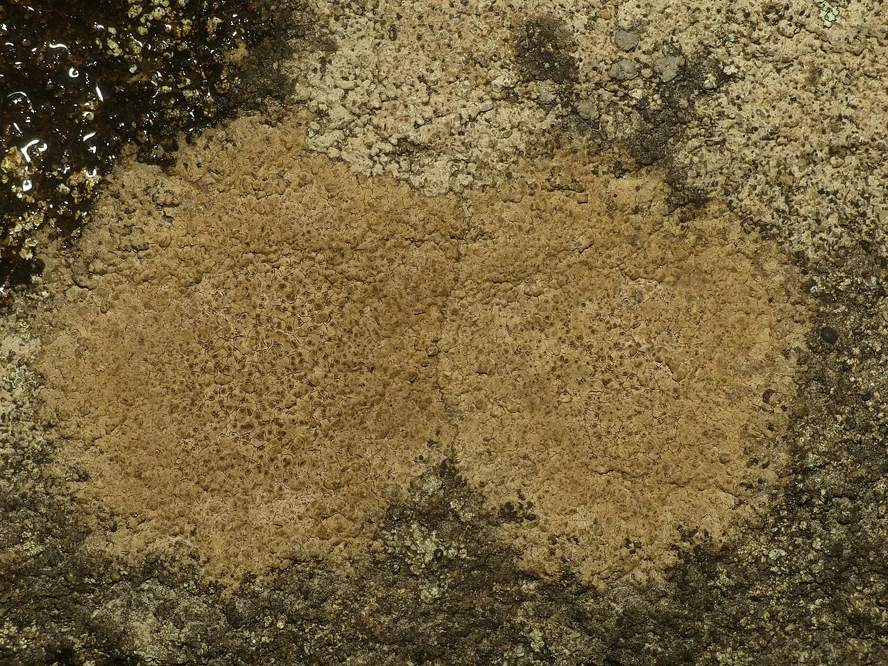 Ionaspis odora (Ionaspis odora) — photo mycologique