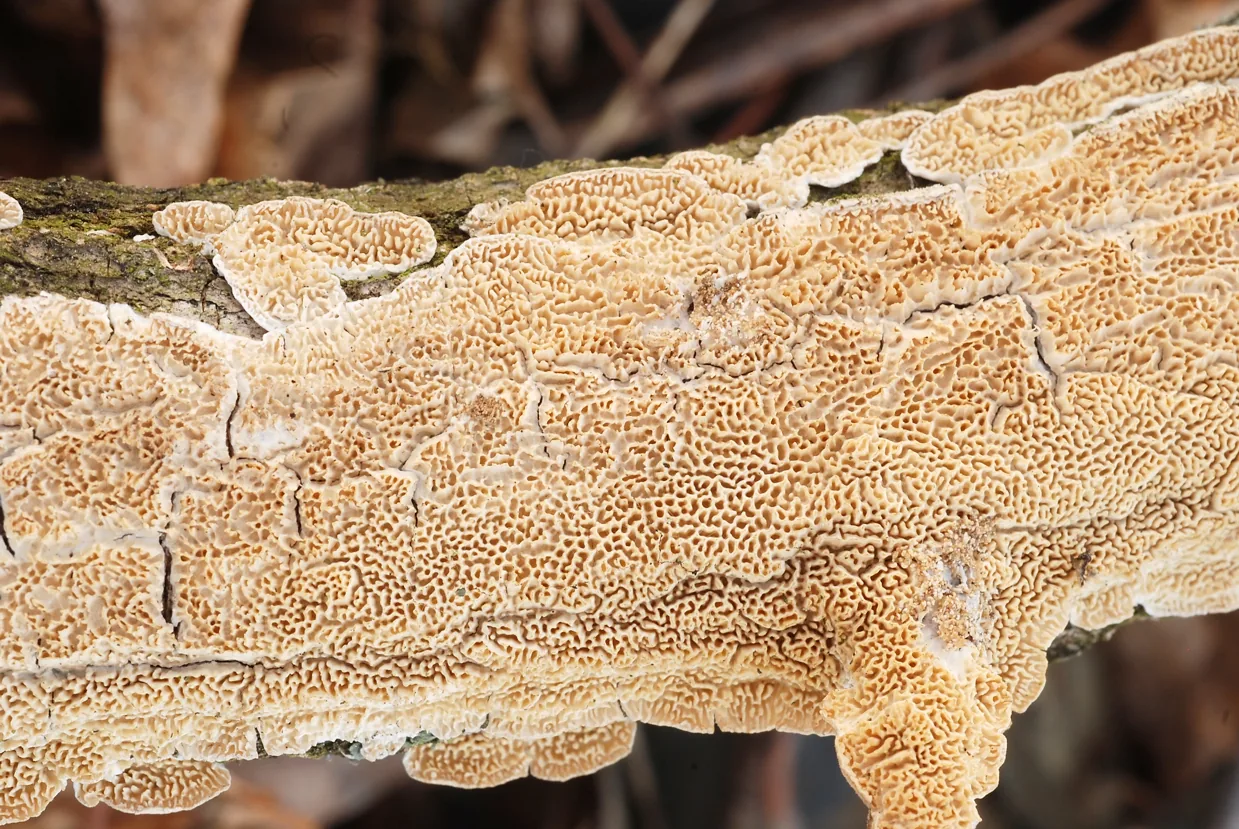Irpex tasmanicus (Irpex tasmanicus) — photo mycologique