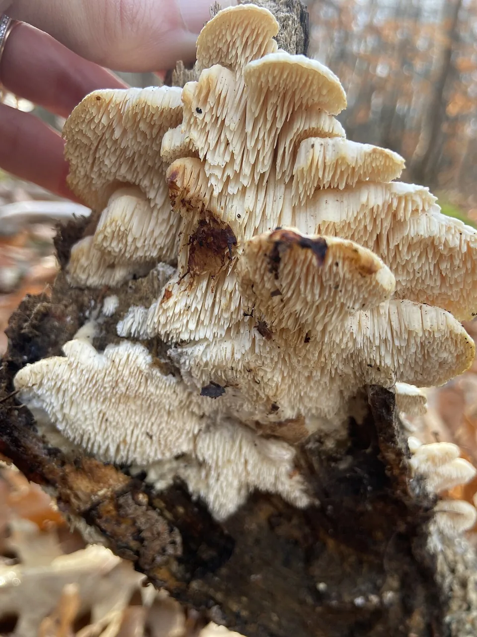Irpiciporus revolubilis (Irpiciporus revolubilis) — photo mycologique