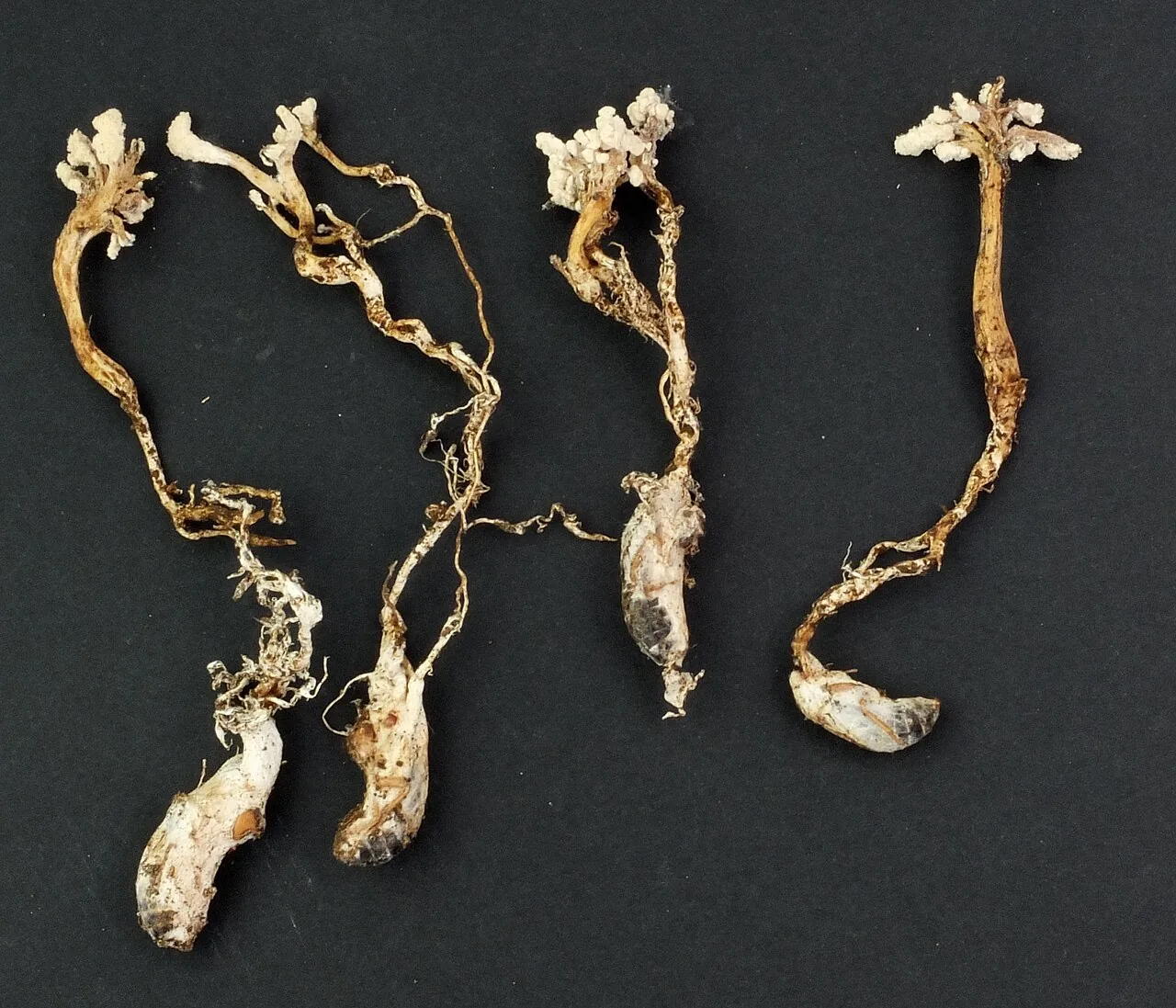 Isaria furcellata (Isaria furcellata) — photo mycologique