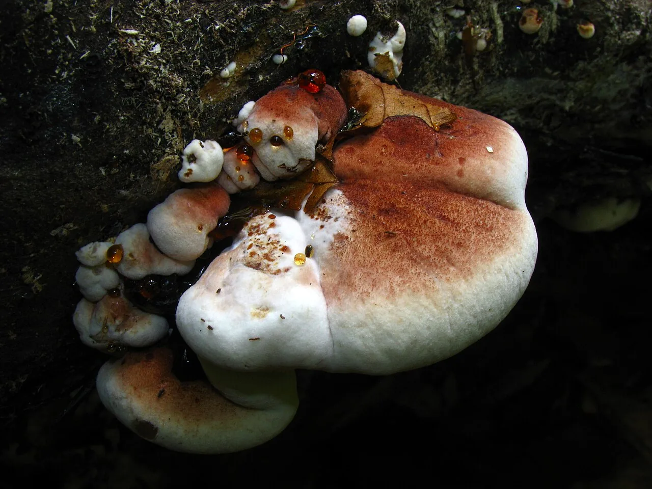 Ischnoderma rosulatum (Ischnoderma rosulatum) — photo mycologique
