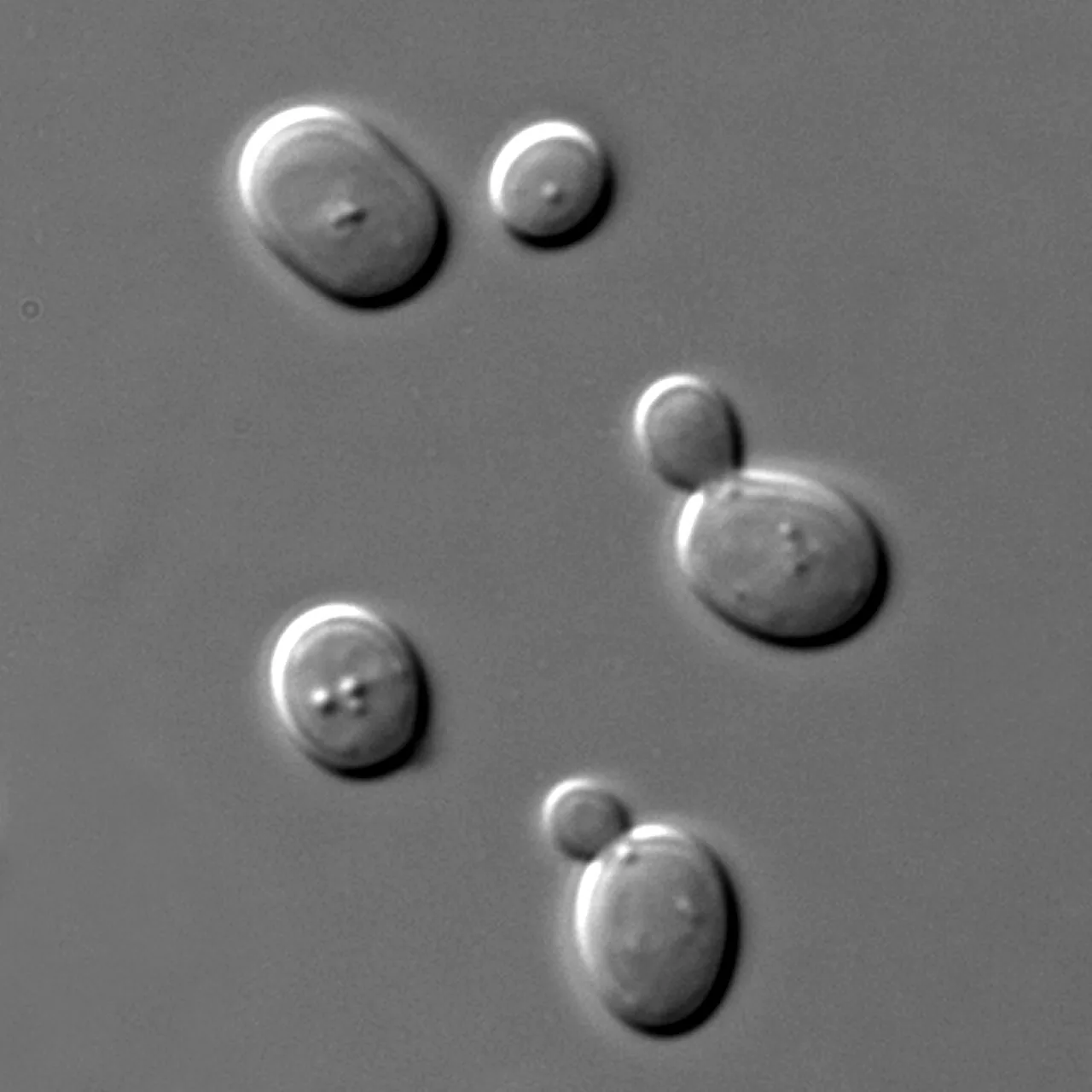 Issatchenkia orientalis (Issatchenkia orientalis) — photo mycologique