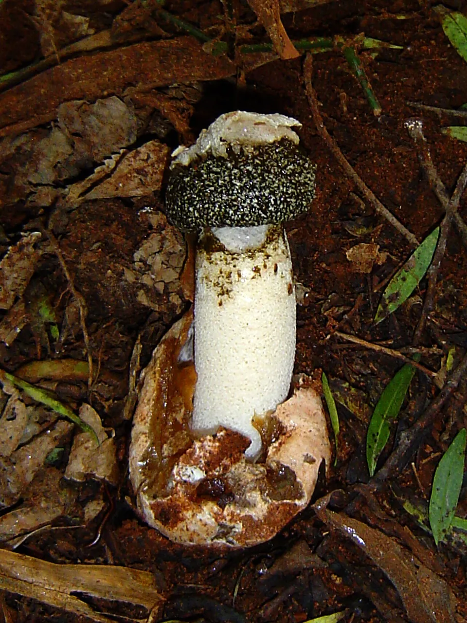 Itajahya rosea (Itajahya rosea) — photo mycologique