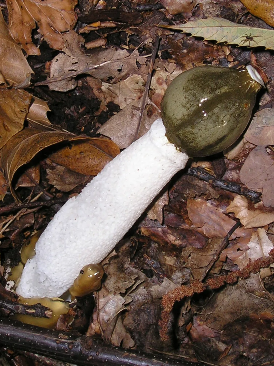 Ithyphallus murrillii (Ithyphallus murrillii) — photo mycologique