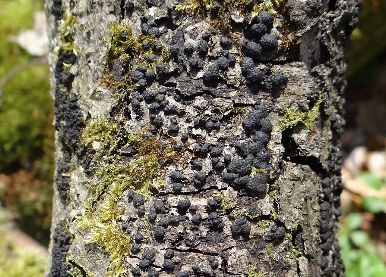 Jackrogersella nothofagi (Jackrogersella nothofagi) — photo mycologique