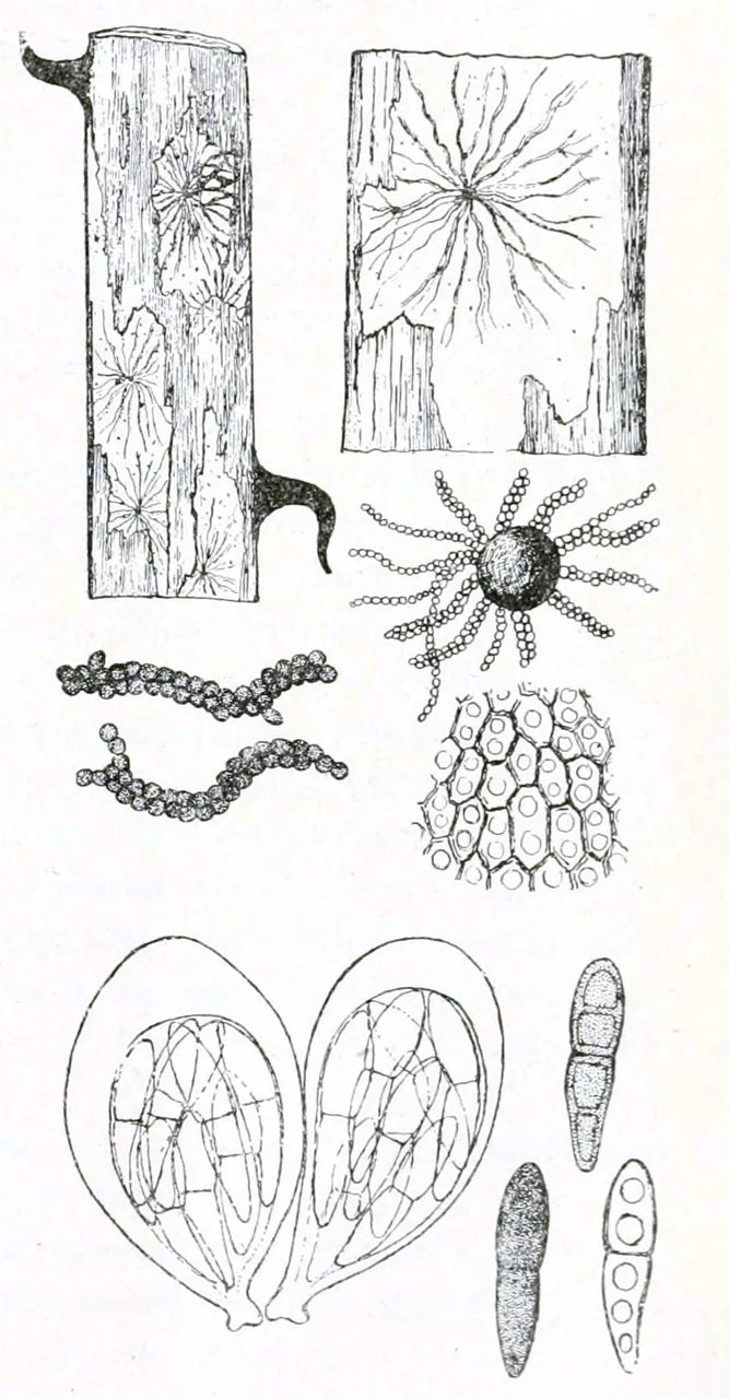 Jaffuela chilensis (Jaffuela chilensis) — photo mycologique