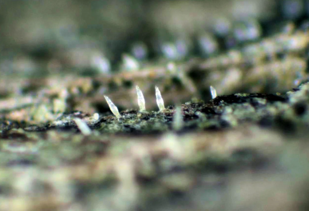 Jamesiella perlucida (Jamesiella perlucida) — photo mycologique