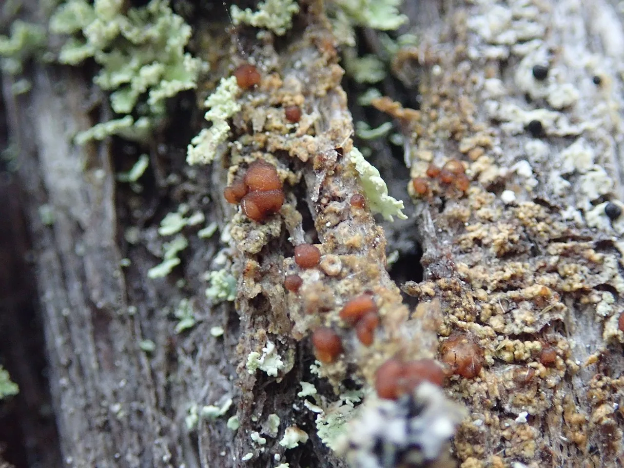 Japewia subaurifera (Japewia subaurifera) — photo mycologique