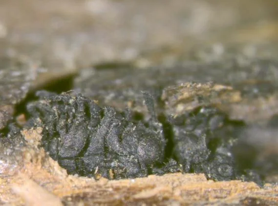 Jattaea ribicola (Jattaea ribicola) — photo mycologique