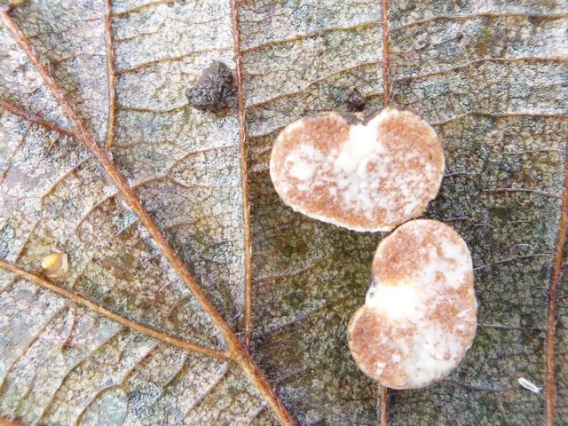 Jimgerdemannia lactiflua (Jimgerdemannia lactiflua) — photo mycologique