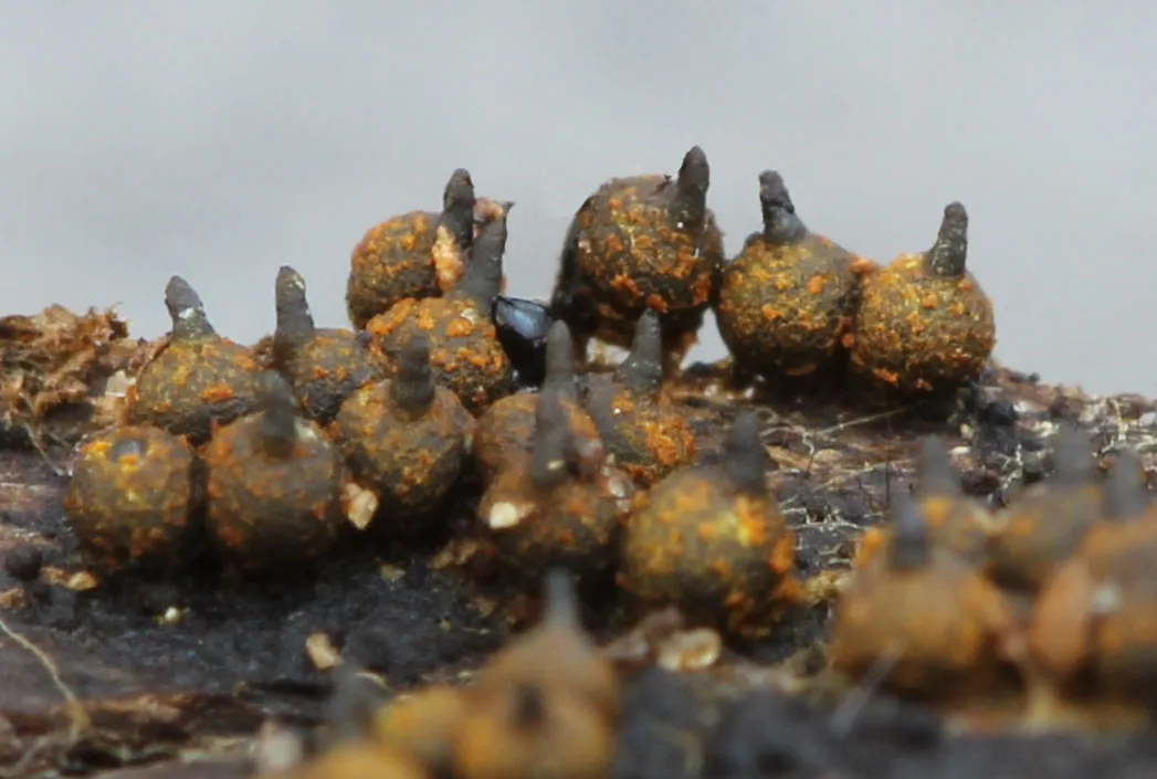 Jobellisia guangdongensis (Jobellisia guangdongensis) — photo mycologique