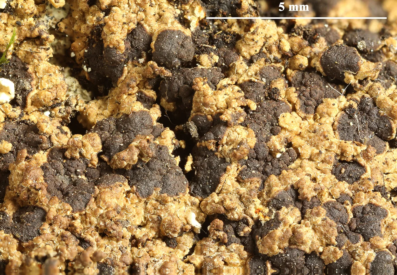 Johnsheardia herteliana (Johnsheardia herteliana) — photo mycologique