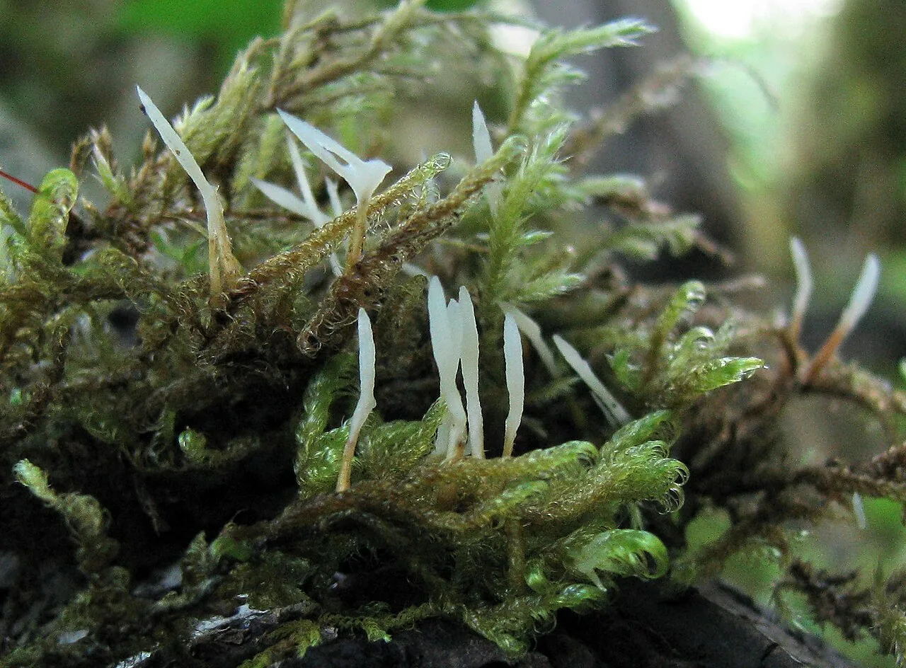 Jola orthosacca (Jola orthosacca) — photo mycologique