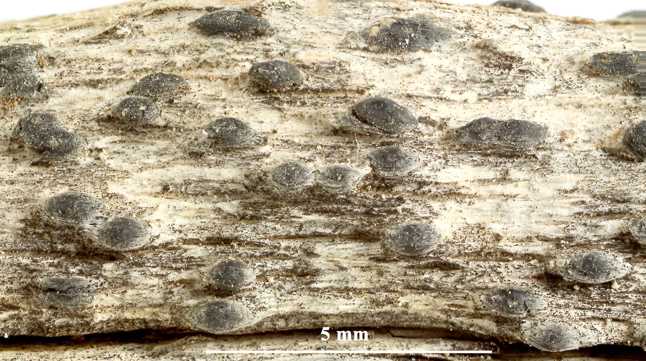 Julella sericea (Julella sericea) — photo mycologique