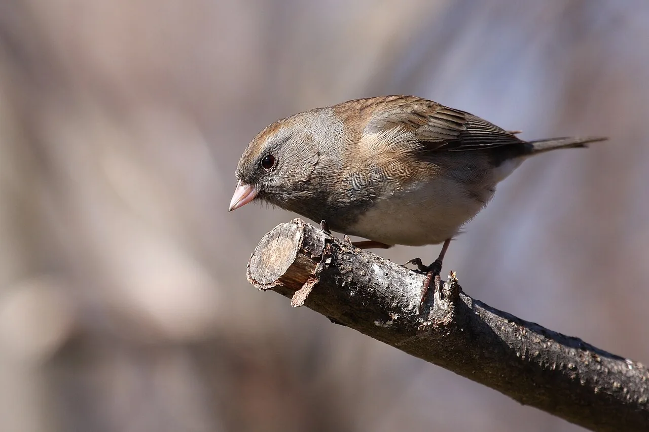 Junco ardoisé (Junco hyemalis) — photo vertébré