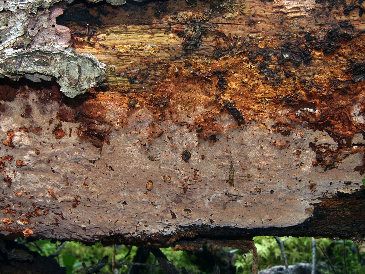 Junghuhnia collabens (Junghuhnia collabens) — photo mycologique
