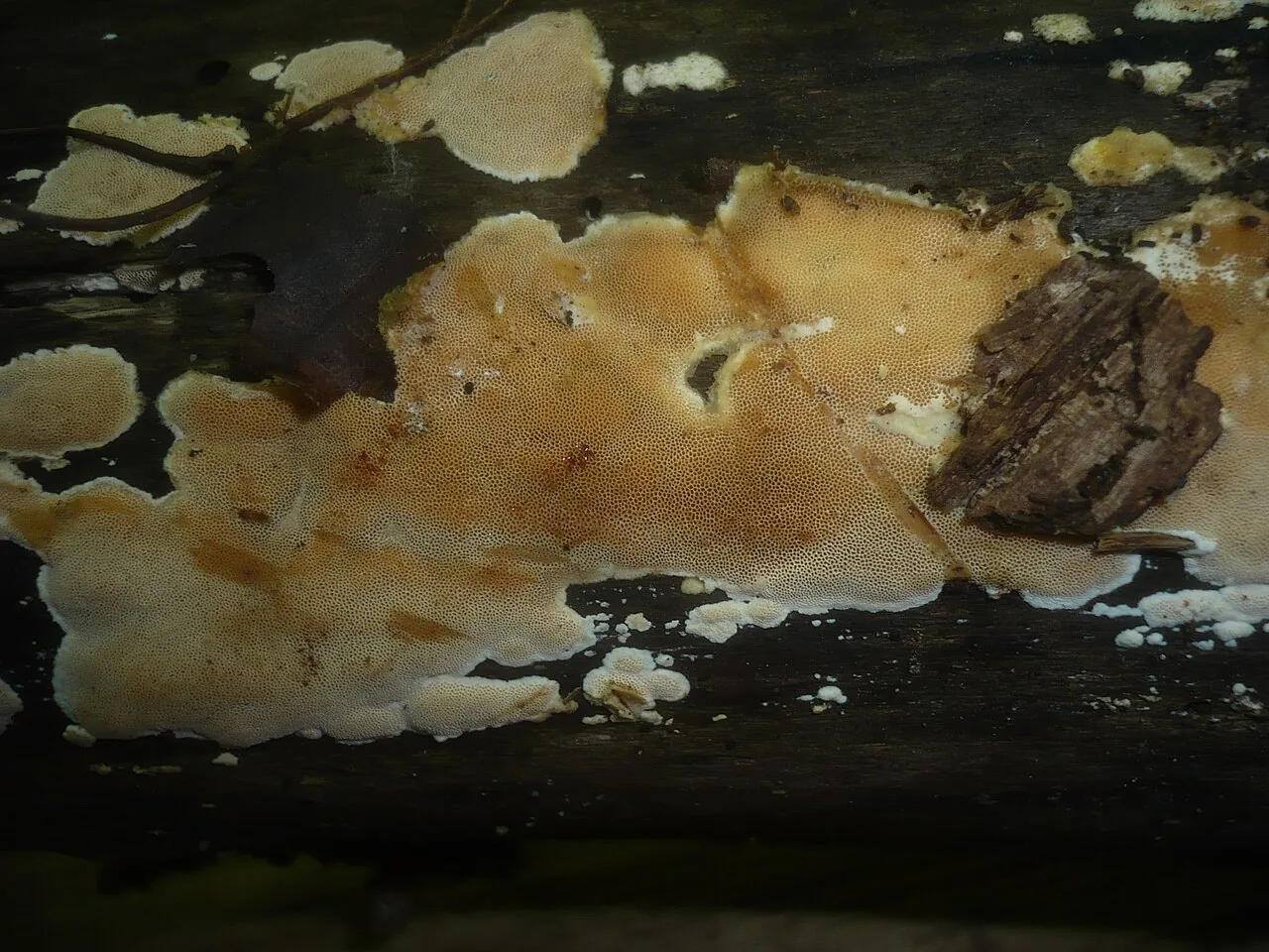 Junghuhnia mininitida (Junghuhnia mininitida) — photo mycologique