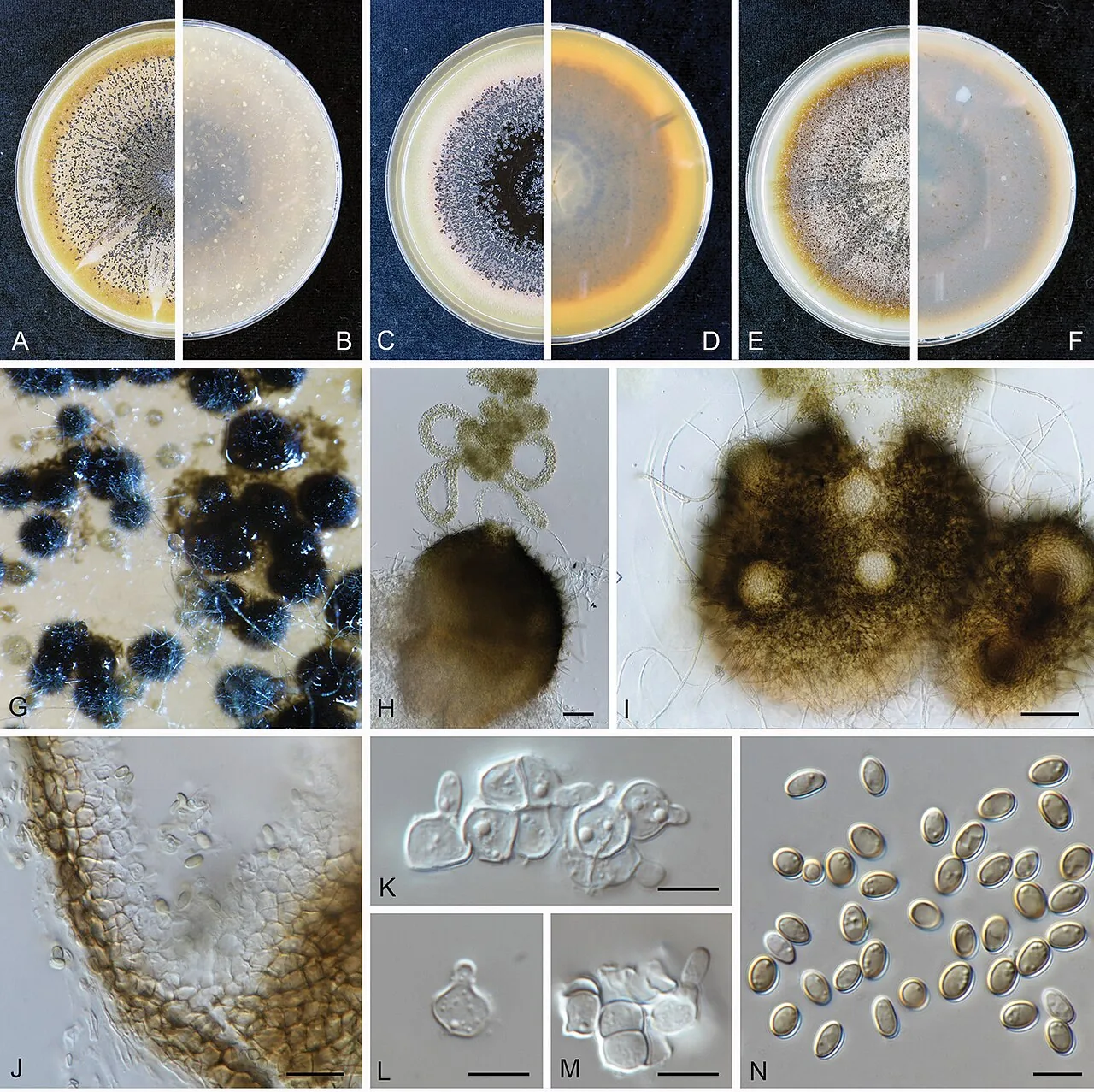Juxtiphoma eupyrena (Juxtiphoma eupyrena) — photo mycologique