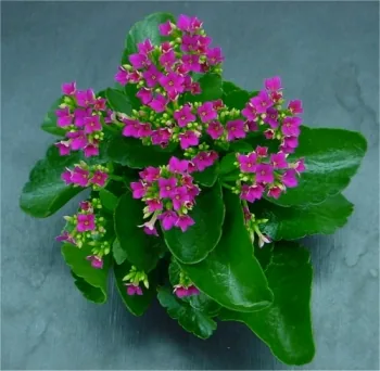 Kalanchoé de Blossfeld (Kalanchoe blossfeldiana) : photo botanique