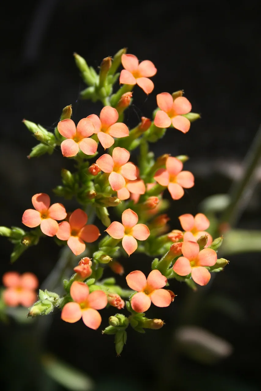 Kalanchoé dentelé (Kalanchoe crenata) : photo botanique