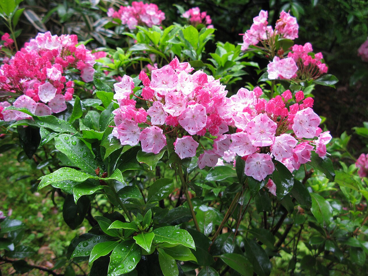 Kalmia à feuilles larges (Kalmia latifolia) — photo botanique