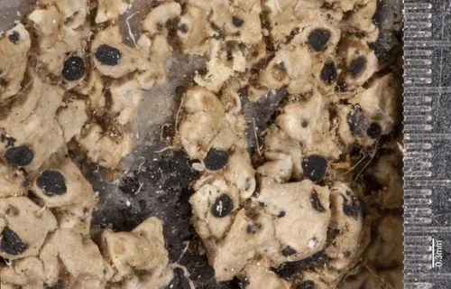 Karschia talcophila (Karschia talcophila) — photo mycologique