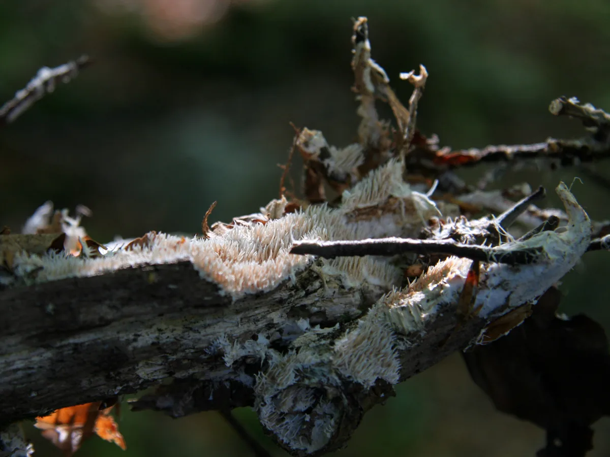 Kavinia alboviridis (Kavinia alboviridis) — photo mycologique