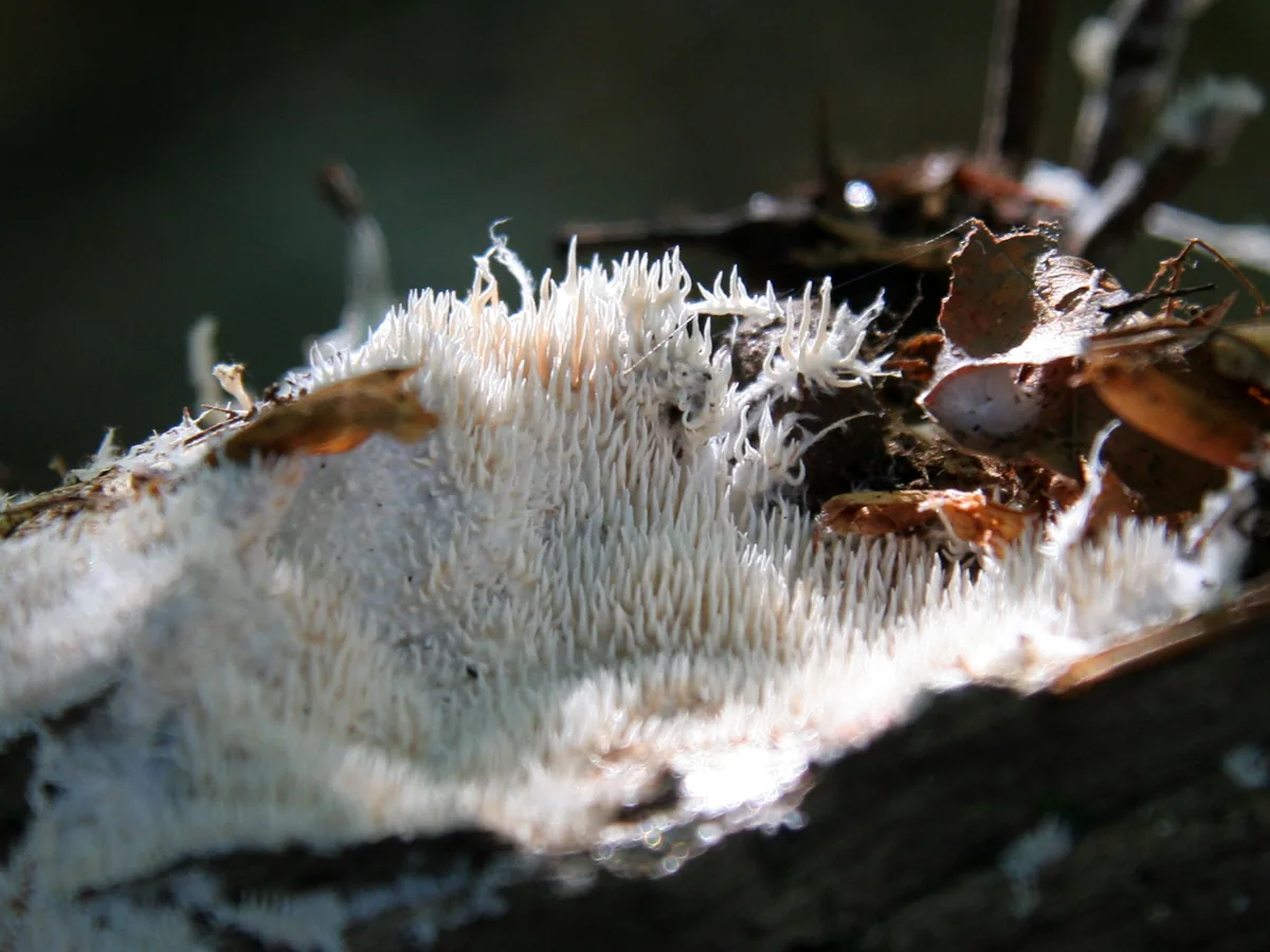 Kavinia vivantii (Kavinia vivantii) — photo mycologique