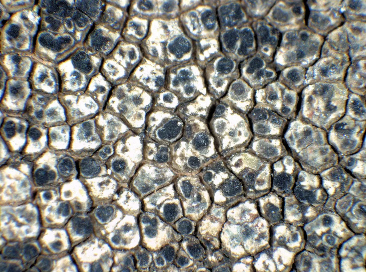 Kiliasia granulosa (Kiliasia granulosa) — photo mycologique