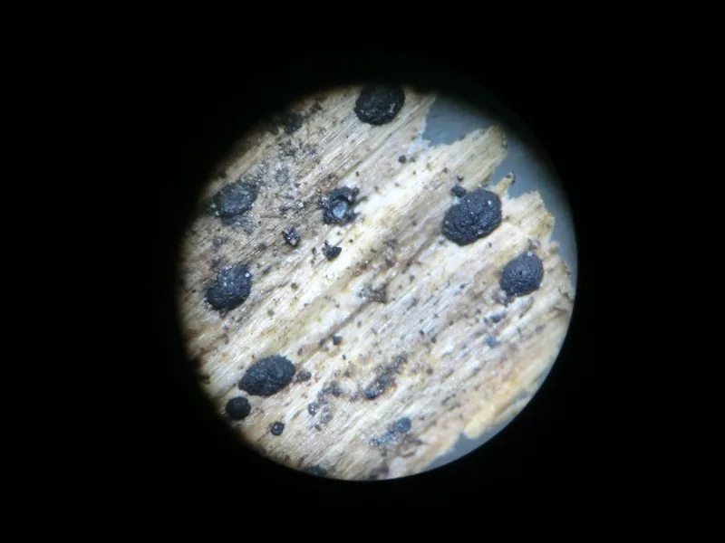 Kirschsteiniothelia striatispora (Kirschsteiniothelia striatispora) — photo mycologique