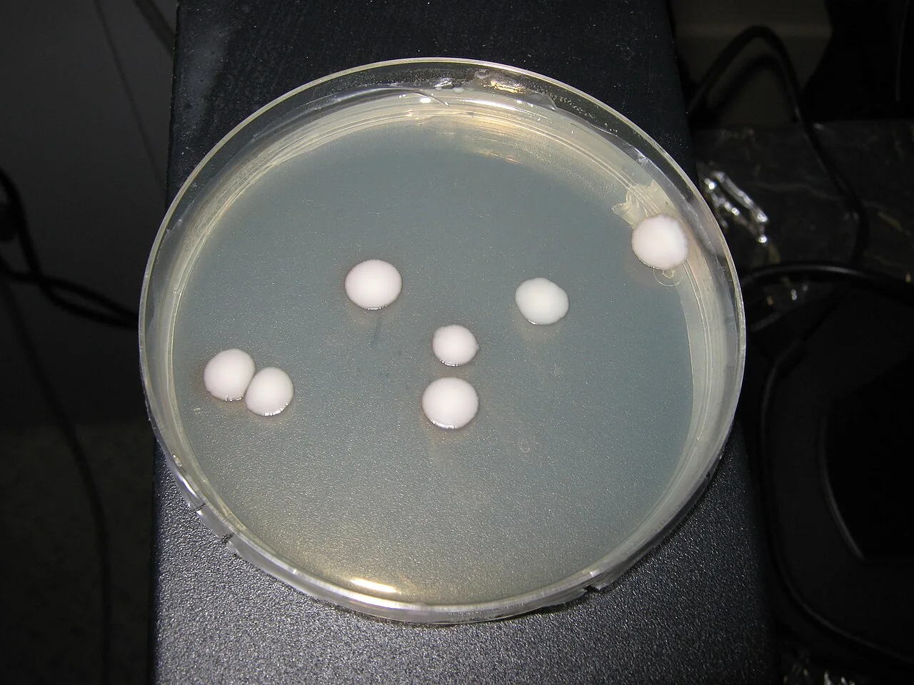Kluyveromyces starmeri (Kluyveromyces starmeri) — photo mycologique